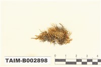 藏品(灰苔科)的圖片